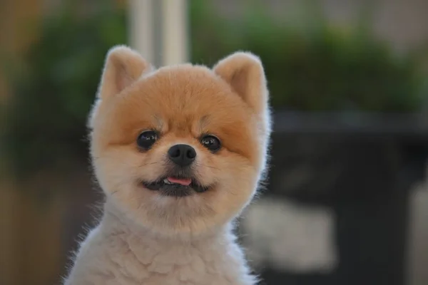 Pomeranian Köpeği Şirin Evcil Hayvan Sabahları Gülümsüyor — Stok fotoğraf