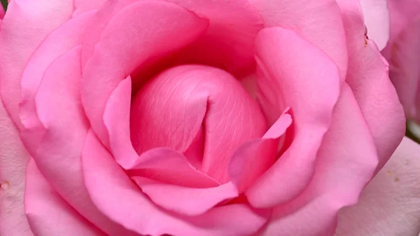 Hermoso Rosa Flor Flor Concepto Imagen Orgasmo Sexual Hombre Mujer — Foto de Stock