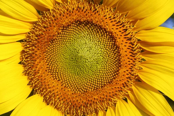 Hermosa Flor Flor Girasol Floreciendo Naturaleza — Foto de Stock