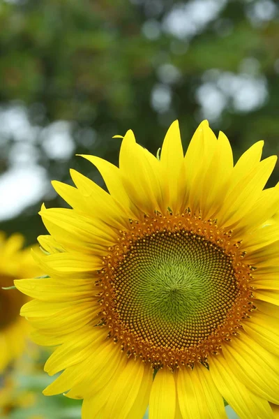 Sunflower Blooming Nature Garden Beautiful Yellow Flower Blossom Morning Day — Stock Photo, Image