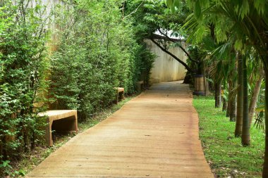 Kamu parkının yeşil doğasında yürüyüş rahatlığı yolu