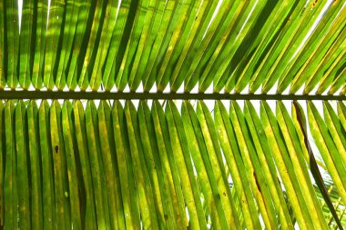 Doğada yeşil hindistan cevizi yaprağı dalı