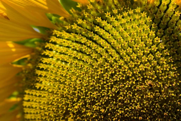 Makro Wzór Kwiat Słonecznika Kwitnący Rano — Zdjęcie stockowe