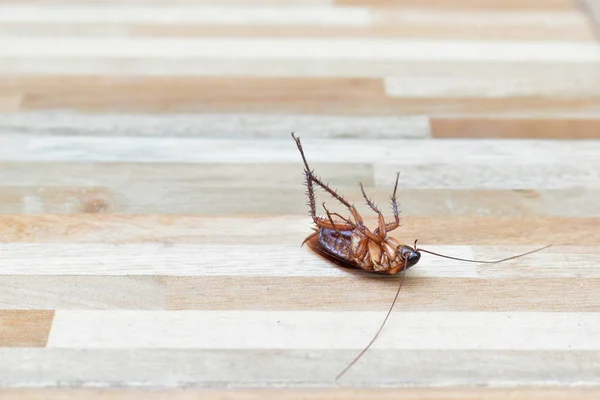 Satu Kecoa Mati Menyeramkan Lantai Dengan Pembunuhan Insektisida — Stok Foto