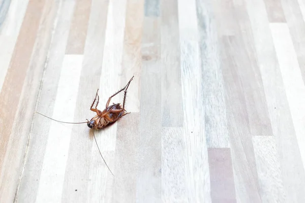 One Creepy Cockroach Dead Floor Insecticide Killing — Stock Photo, Image