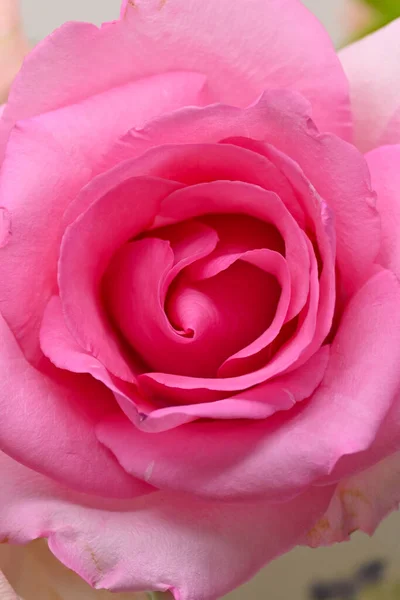 Rosa Rosa Rosa Flor Com Pétala Forma Coração Bonito Imagem — Fotografia de Stock