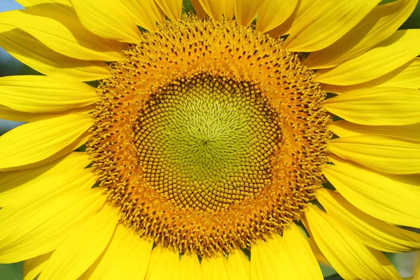 Hermosa Flor Flor Girasol Floreciendo Naturaleza — Foto de Stock