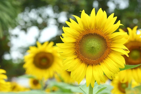 Sunflower Blooming Nature Garden Beautiful Yellow Flower Blossom Morning Day — Stock Photo, Image