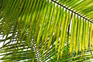 Doğada yeşil hindistan cevizi yaprağı dalı