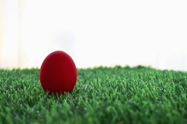 Çimenlikteki kırmızı paskalya yumurtası. Yeşil çimen. Boş beyaz arka planı olan yapay.
