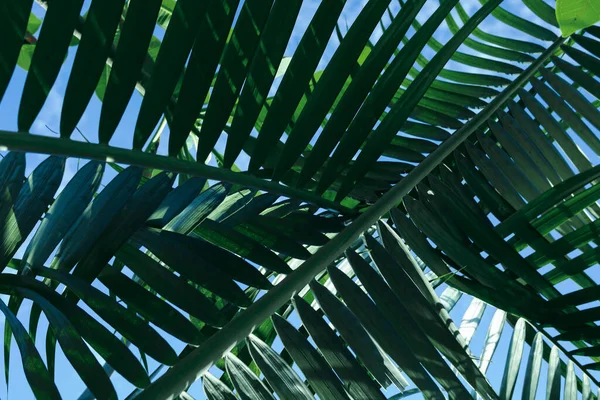 Hoja Verde Sobre Árbol Tropical Verano Fondo Natural —  Fotos de Stock