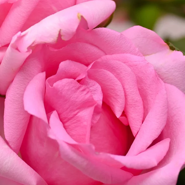 Rosa Rosa Fiore Con Rughe Appassire Petalo Immagine Utilizzata Cura — Foto Stock