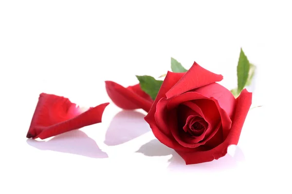 Κόκκινο Τριαντάφυλλο Λουλούδι Απομονωμένο Λευκό Φόντο — Φωτογραφία Αρχείου