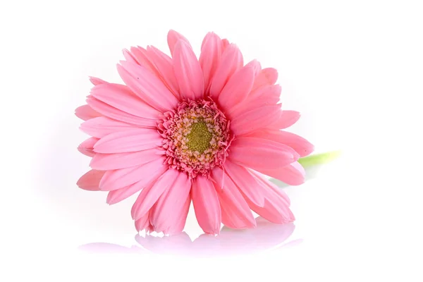 Rosa Gerbera Florescendo Primavera Bela Única Flor Isolada Fundo Branco — Fotografia de Stock