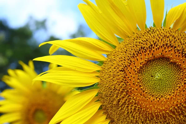 Close Beautiful Sunflower Blooming Morning Day Springtime — Stock Photo, Image