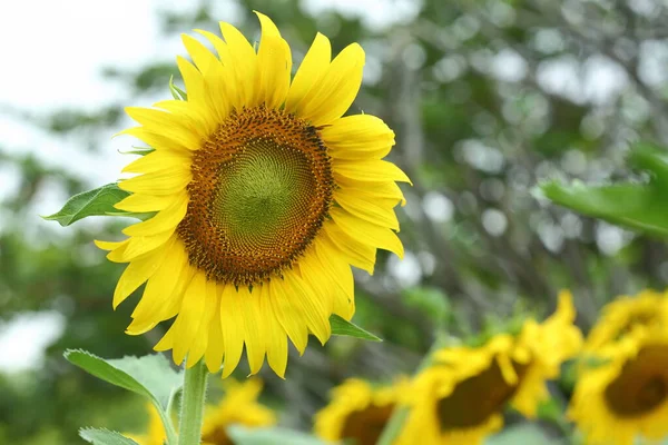 Beautiful Morning Nature Sunflower Blooming Garden — Stock Photo, Image