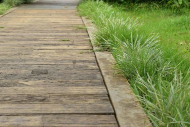 Yeşil doğal parktaki beton tuğla yolu