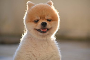 Pomeranian köpeği şirin evcil hayvan Sabahları gülümsüyor