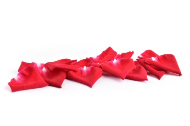 Beyaz arkaplanda yalıtılmış gül çiçeğinin kırmızı yaprağı