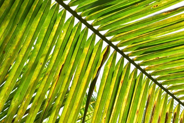 Rama Hoja Coco Verde Naturaleza —  Fotos de Stock