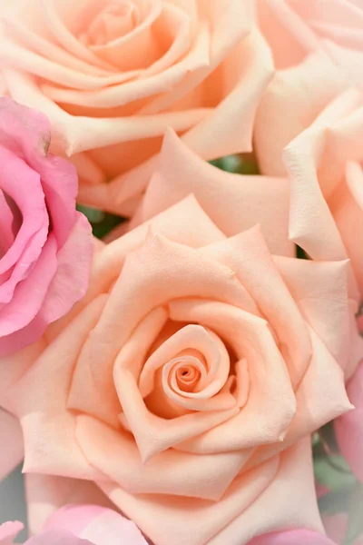 Hermoso Naranja Rosa Oro Color Flor Flor Floreciendo Día Mañana — Foto de Stock