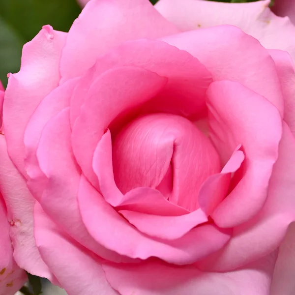 Beautiful Pink Rose Flower Blossom Concept Image Sexual Orgasm Man — Stock Photo, Image