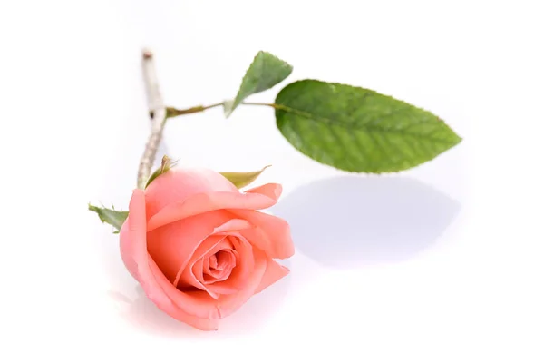 Orange Rose Blume Isoliert Auf Weißem Hintergrund — Stockfoto