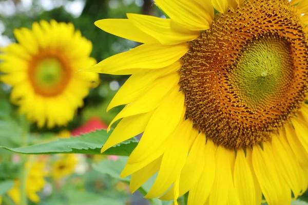 Girasol Que Florece Jardín Naturaleza Flor Amarilla Hermosa Florecen Día —  Fotos de Stock