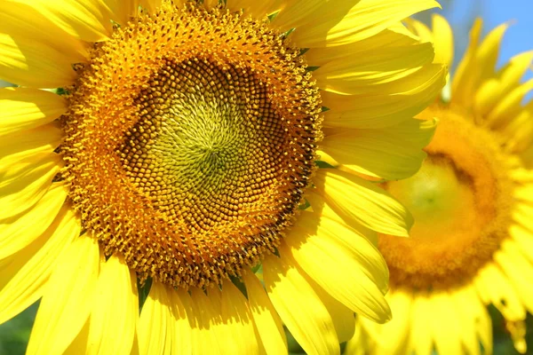 Hermosa Flor Girasol Floreciendo Día Mañana — Foto de Stock