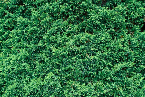 Pinheiros Verdes Natureza — Fotografia de Stock