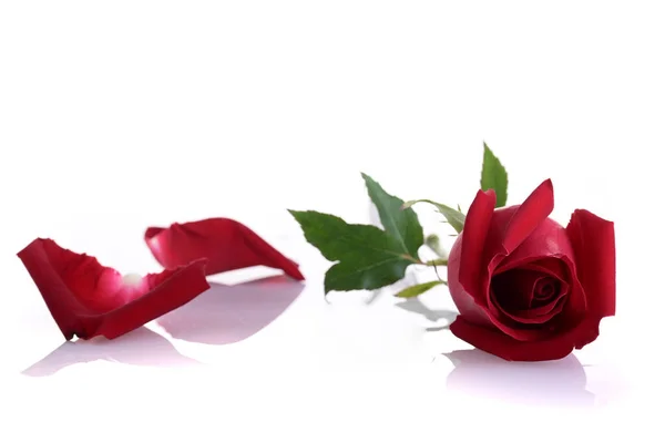 Rosa Vermelha Flor Isolada Fundo Branco — Fotografia de Stock