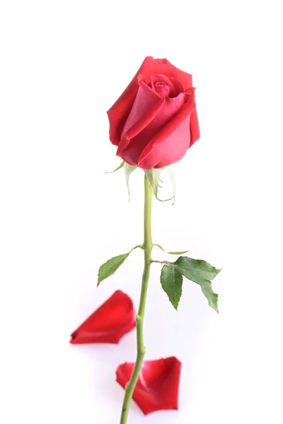 Röd Ros Blomma Isolerad Vit Bakgrund — Stockfoto