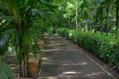 Kamu parkının yeşil doğasında yürüyüş rahatlığı yolu