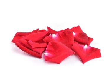 Beyaz arkaplanda yalıtılmış gül çiçeğinin kırmızı yaprağı