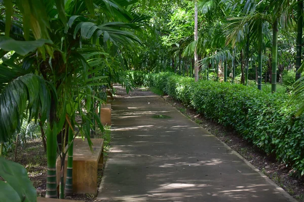 Sendero Naturaleza Verde Del Parque Público Relajación Pie — Foto de Stock