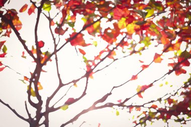 sabah gün sonbahar ağacı, doğada bulanıklık bokeh soyut görüntü