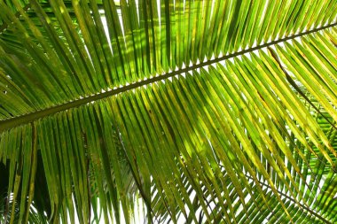 Doğada yeşil hindistan cevizi yaprağı dalı