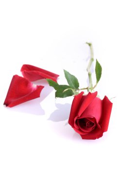 Beyaz arkaplanda izole kırmızı gül çiçeği
