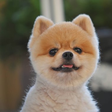 Pomeranian köpeği şirin evcil hayvan Sabahları gülümsüyor