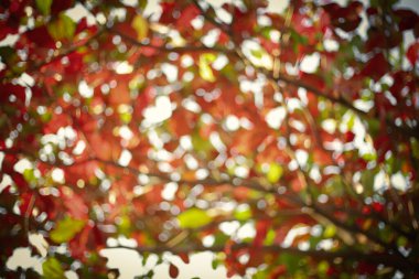 sonbahar sabah günü, doğada bulanıklık bokeh soyut görüntü