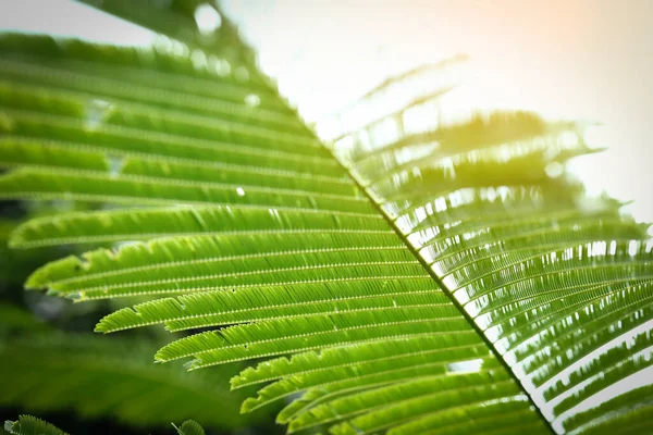 Αφηρημένο Πράσινο Φύλλα Στη Φύση Φως Του Ήλιου Μέσα Από — Φωτογραφία Αρχείου