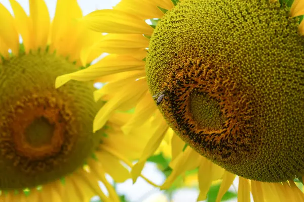 Little Bee Flying Sunflower Fild Beautiful Flower Blooming Nature Garden — 스톡 사진