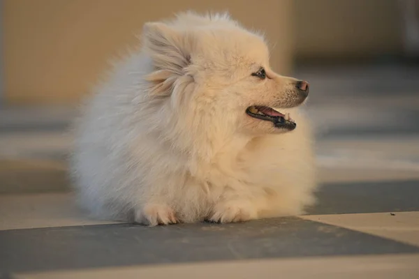 Heureux Chien Poméranien Blanc Adorable Petit Animal Compagnie Aux Cheveux — Photo