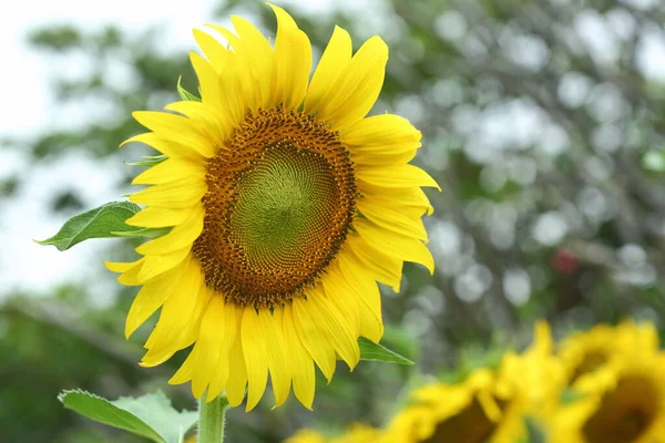 Sunflower Blooming Nature Garden Beautiful Yellow Flower Blossom Morning Day — Stock Photo, Image