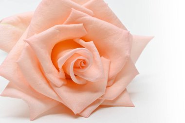 Beyaz arka planda turuncu gülün güzel taç yaprağı, düğün aşkı romantik konsepti için kullanılan resim.
