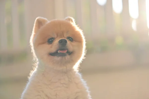 Πομεράνιαν Σκυλάκι Χαριτωμένο Κατοικίδιο Χαρούμενο Χαμογελαστό Πρωί — Φωτογραφία Αρχείου