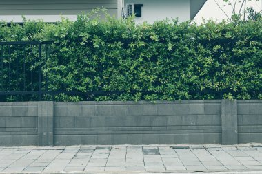 beton blok duvar ve kaldırım sokak zemin, doğal bahçede yetişen yeşil yapraklı siyah demir çit
