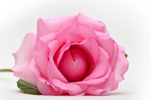 Beautiful Pink Rose Flower Isolated White Background Concept Image Couple — 스톡 사진