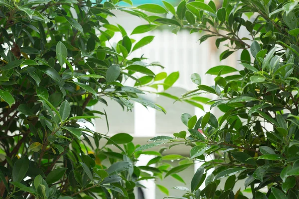 Pioggia Goccia Acqua Sulla Natura Foglia Verde Sfondo Verde Astratto — Foto Stock