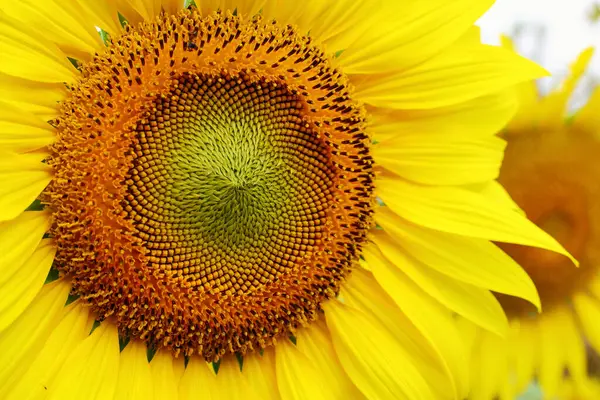 Macro Imagen Flor Polen Flor Girasol Hermosa Floreciendo Naturaleza — Foto de Stock